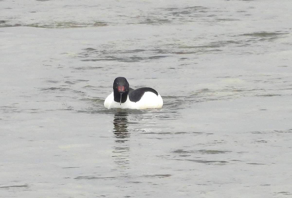 Common Merganser - ML615583343