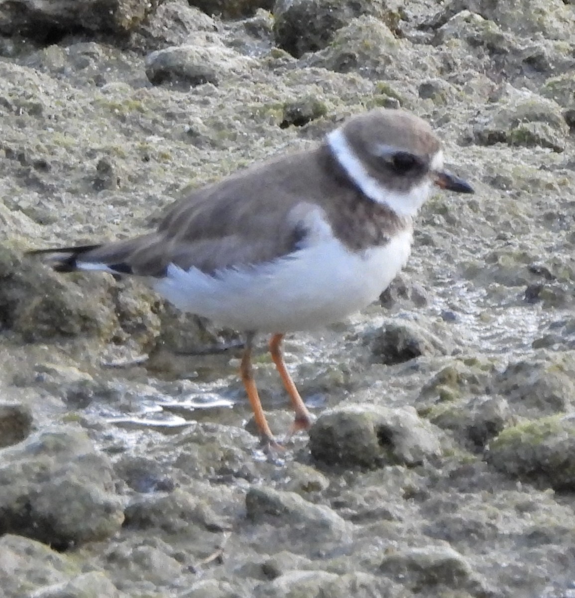 Semipalmated Plover - ML615583348