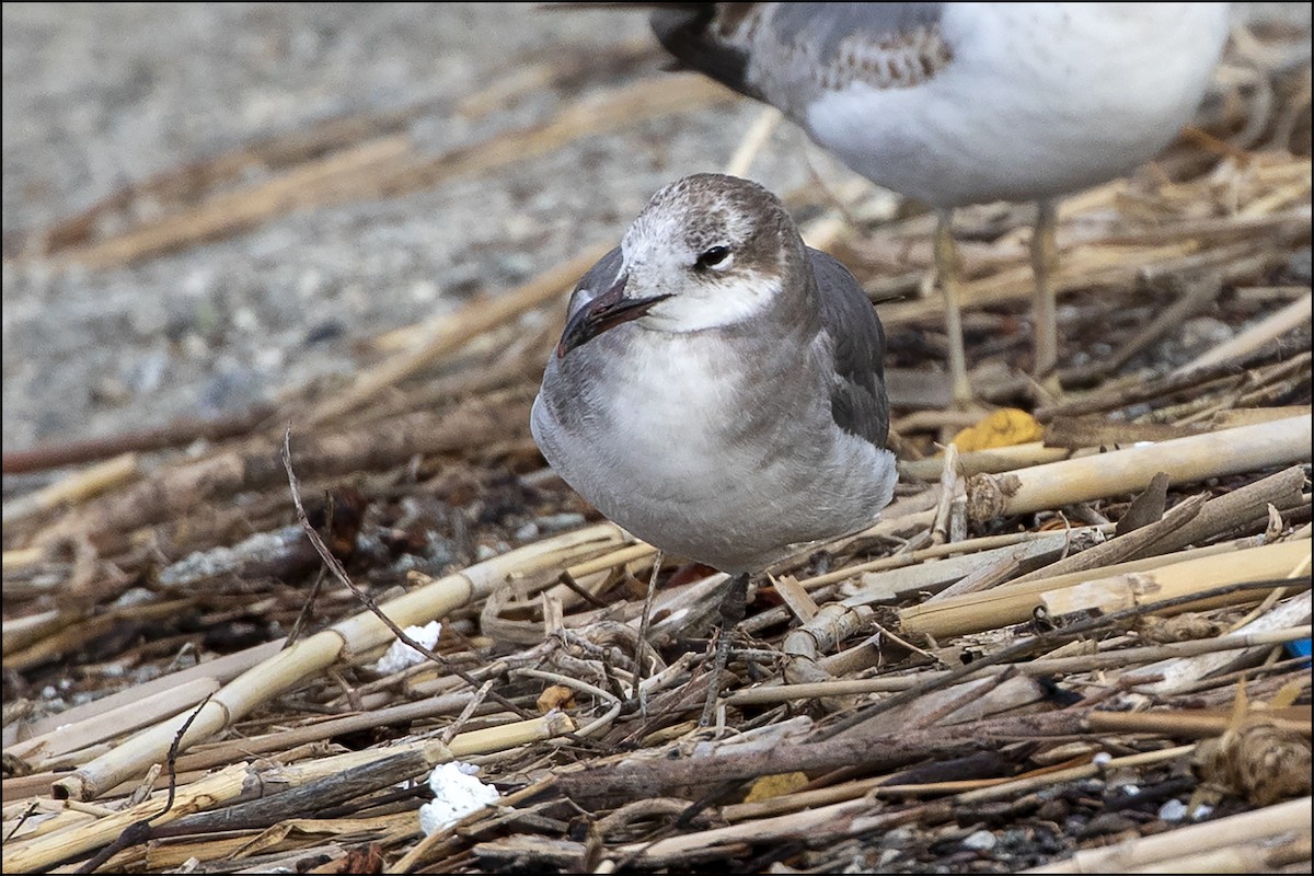 Mouette atricille - ML615583377