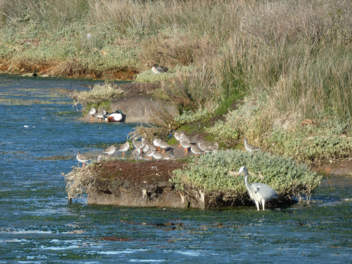 Gray Heron - Jesús Crespo