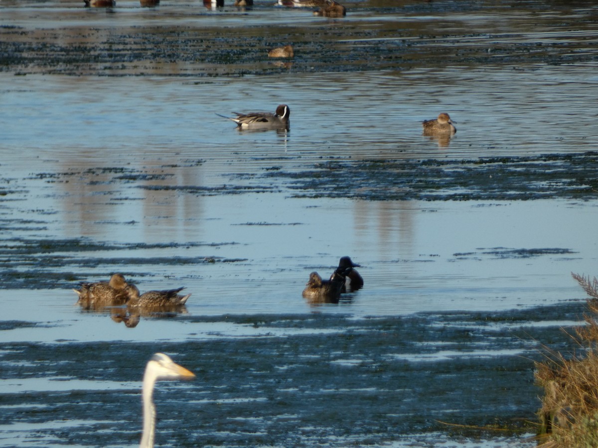 Northern Pintail - ML615583405