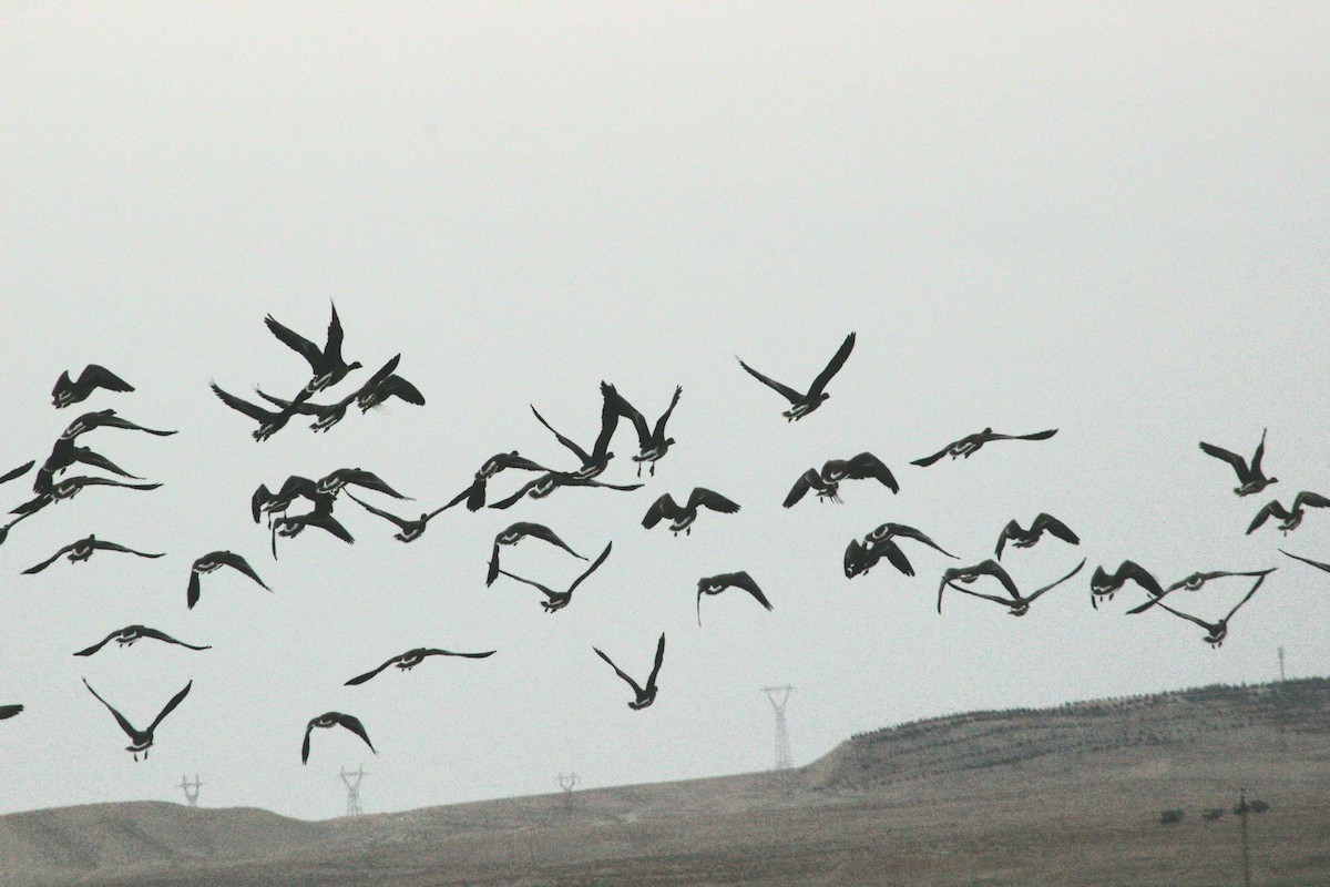 Lesser White-fronted Goose - ML615583418