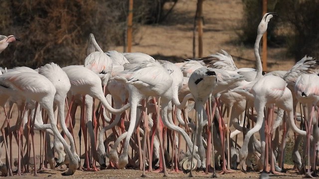 Greater Flamingo - ML615583423