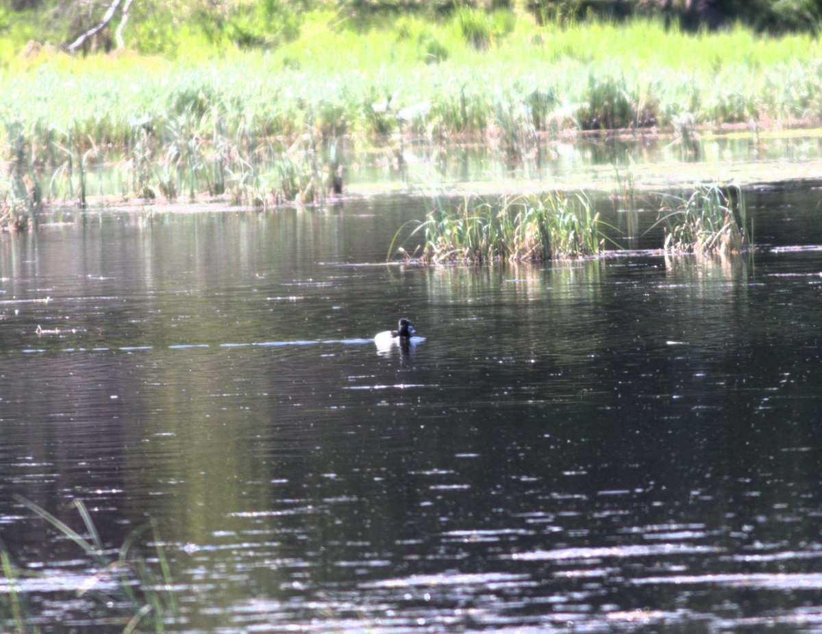 Ring-necked Duck - ML615583437