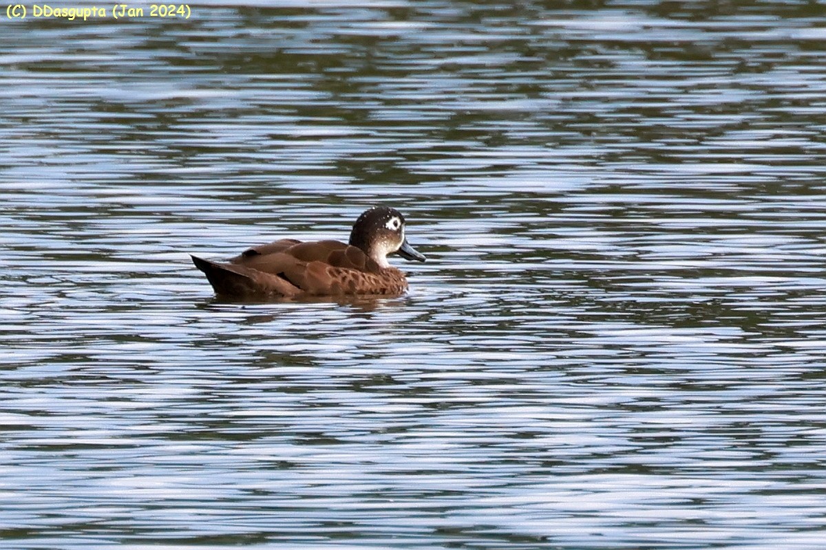 Адаманский чирок - ML615583445