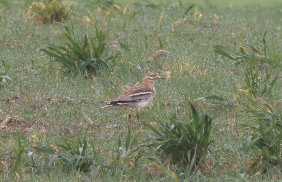 Eurasian Thick-knee - Daniel Barcelo