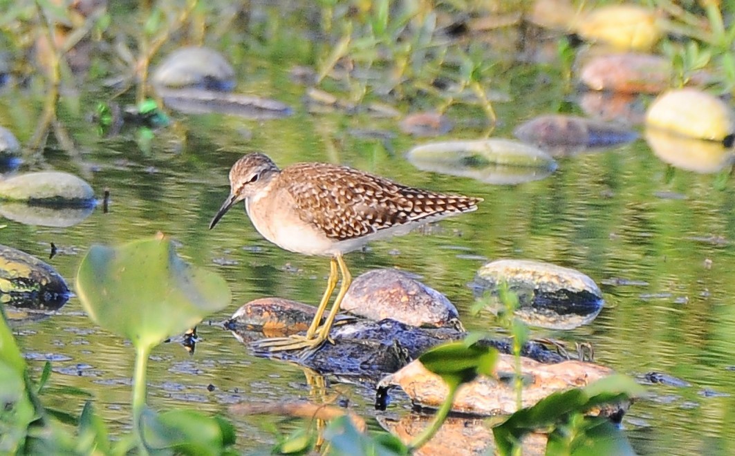 Wood Sandpiper - JOE M RAJA