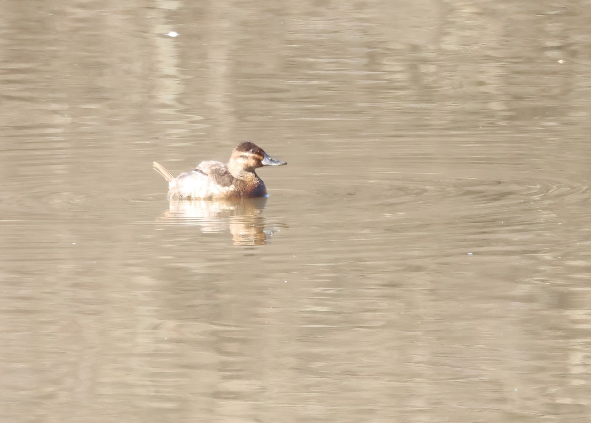 Ruddy Duck - ML615583671