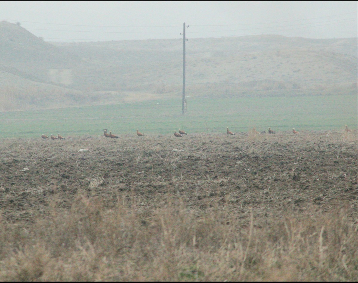 קזרקה חלודית - ML615583695