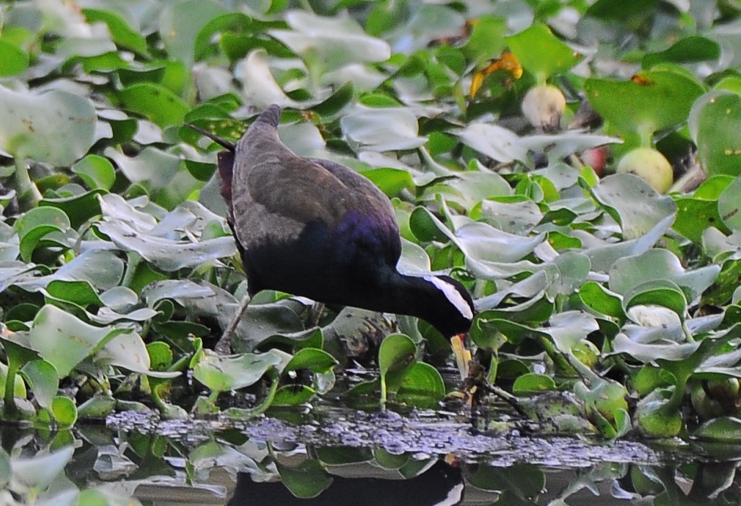 Bronze-winged Jacana - ML615583702