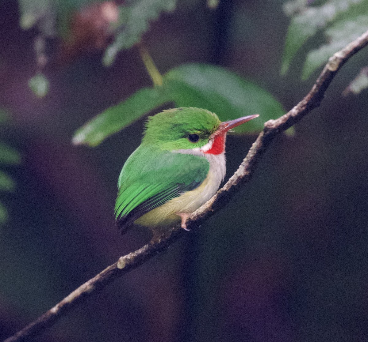 Puerto Rican Tody - ML615583703