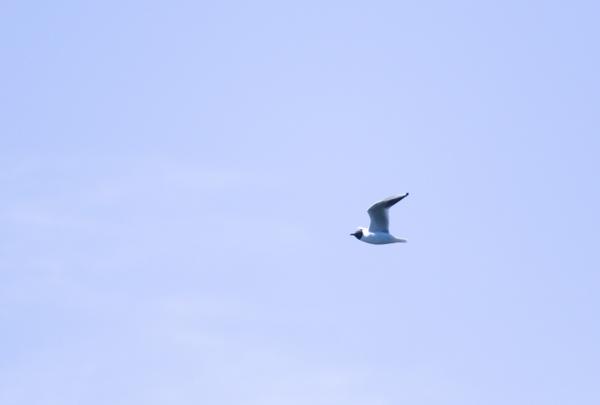 Black-headed Gull - ML615583712