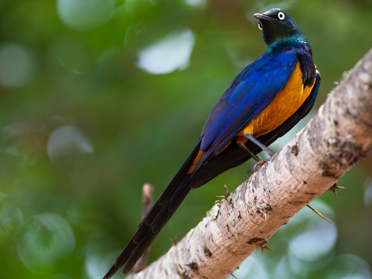Golden-breasted Starling - ML615583733