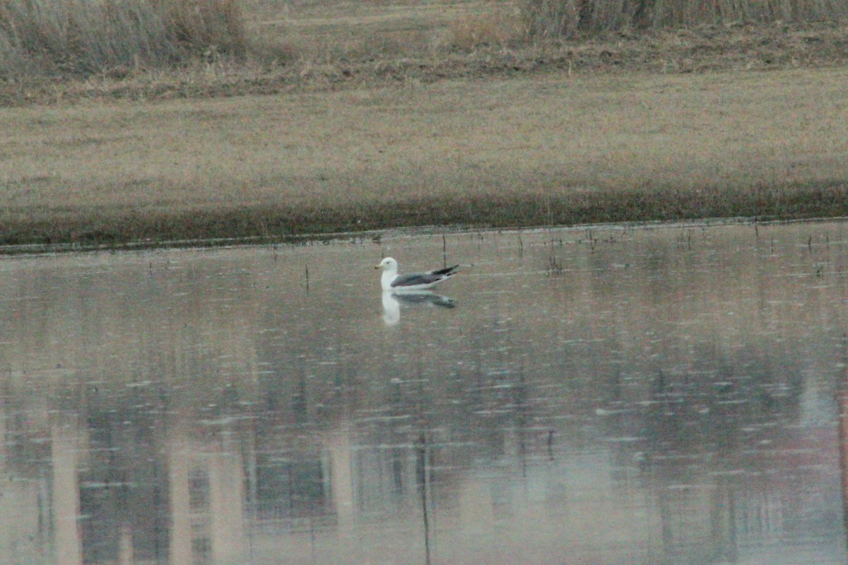 Armenian Gull - Elman İmanov