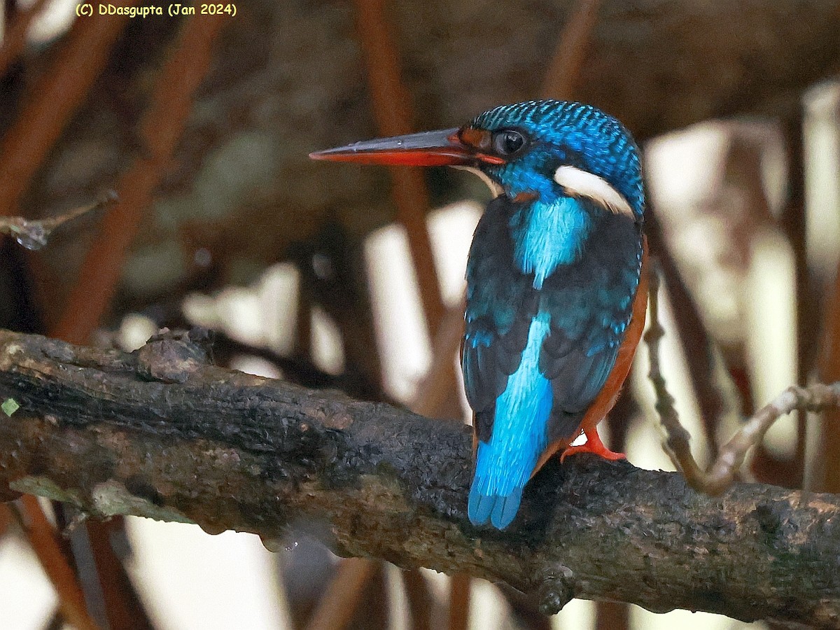 Blue-eared Kingfisher - ML615583747