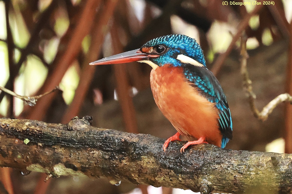 Blue-eared Kingfisher - ML615583748