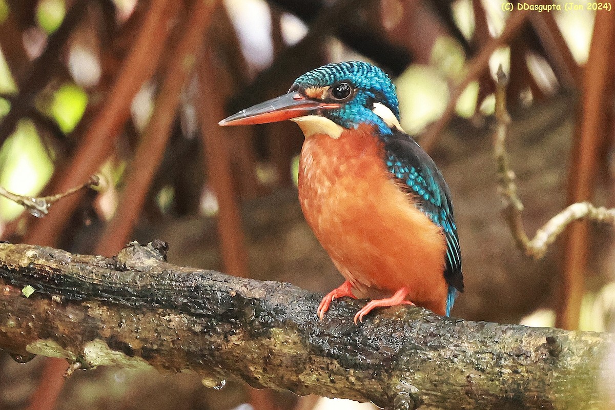 Blue-eared Kingfisher - ML615583750