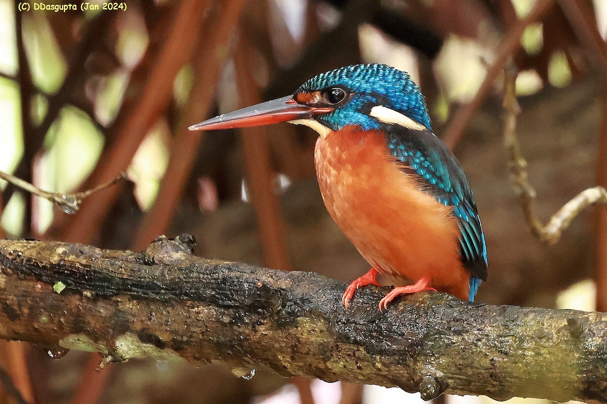 Blue-eared Kingfisher - ML615583751