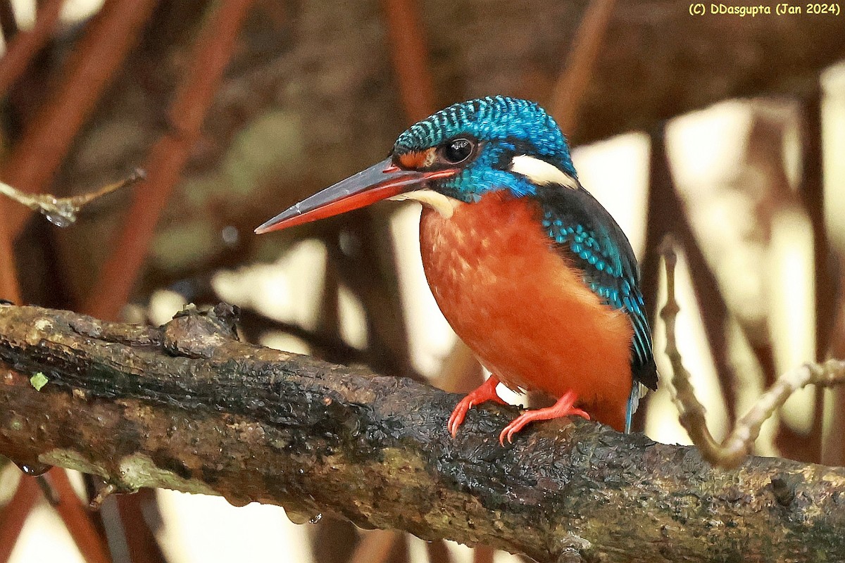 Blue-eared Kingfisher - ML615583752