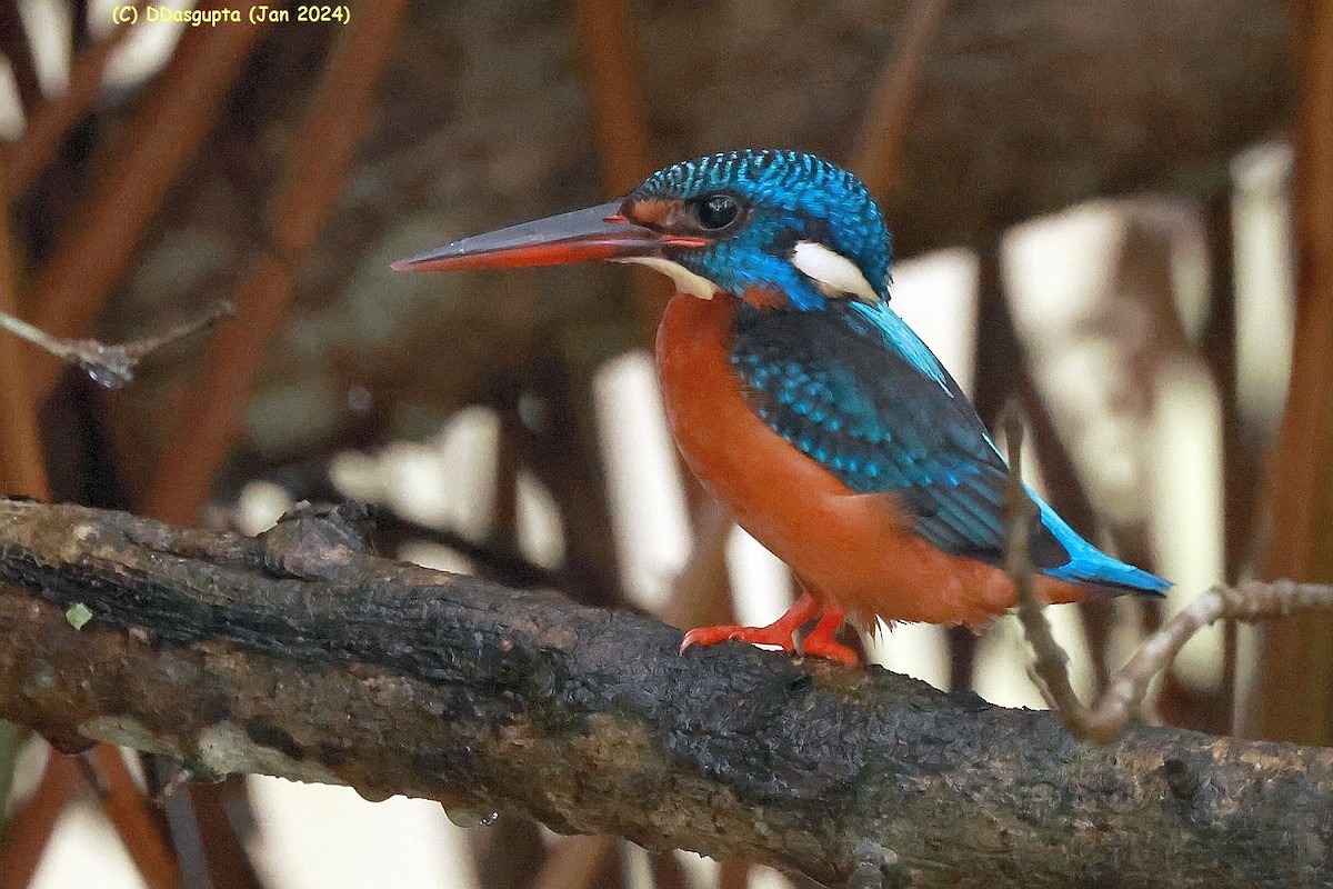 Blue-eared Kingfisher - ML615583753