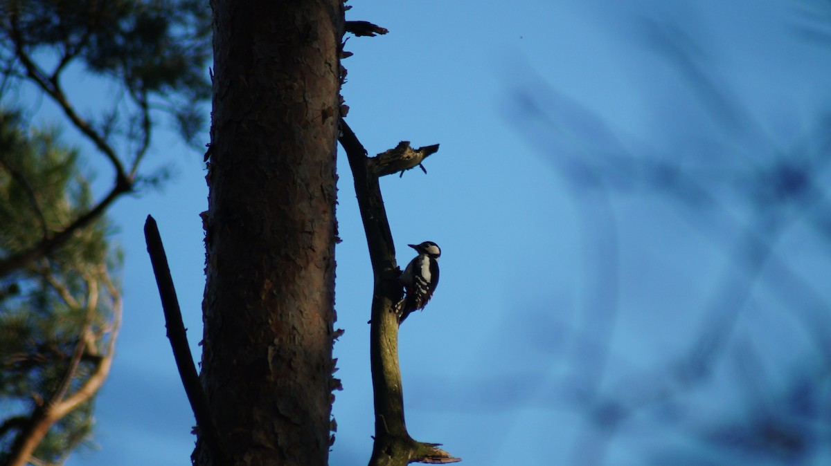 Great Spotted Woodpecker - ML615583780