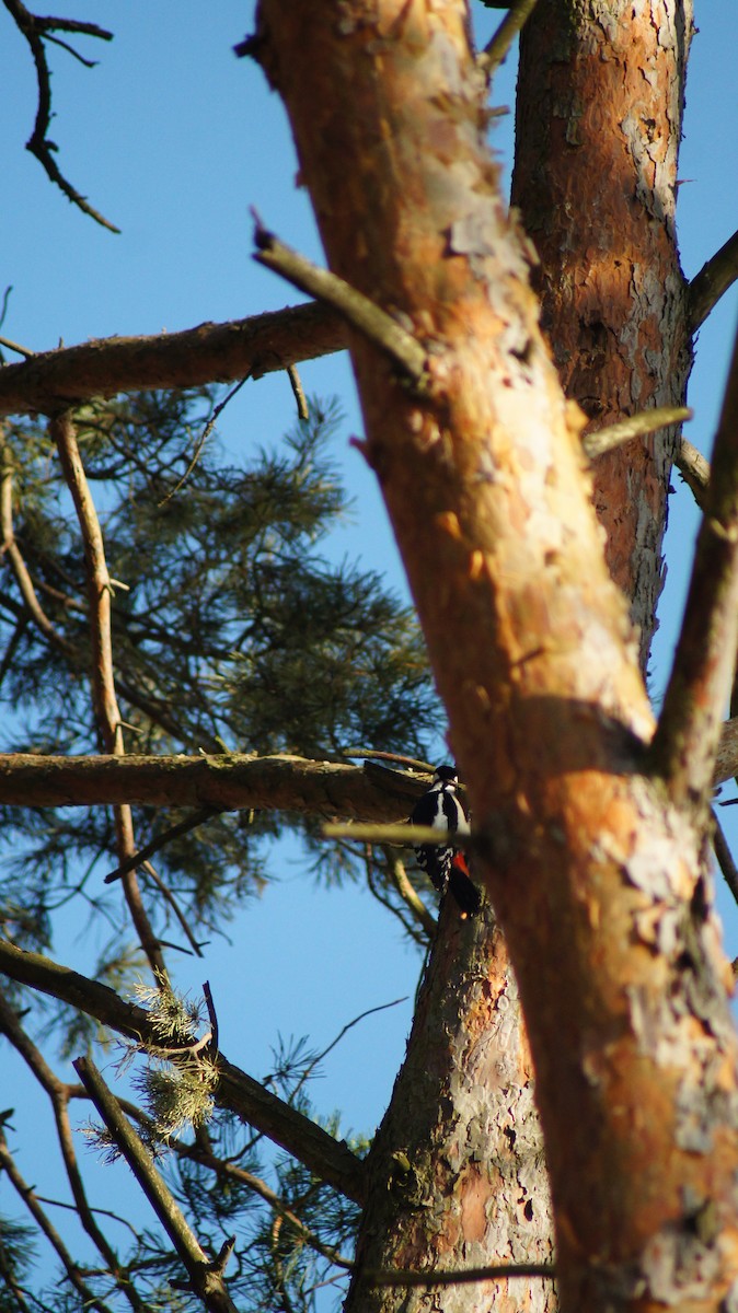 Great Spotted Woodpecker - ML615583784