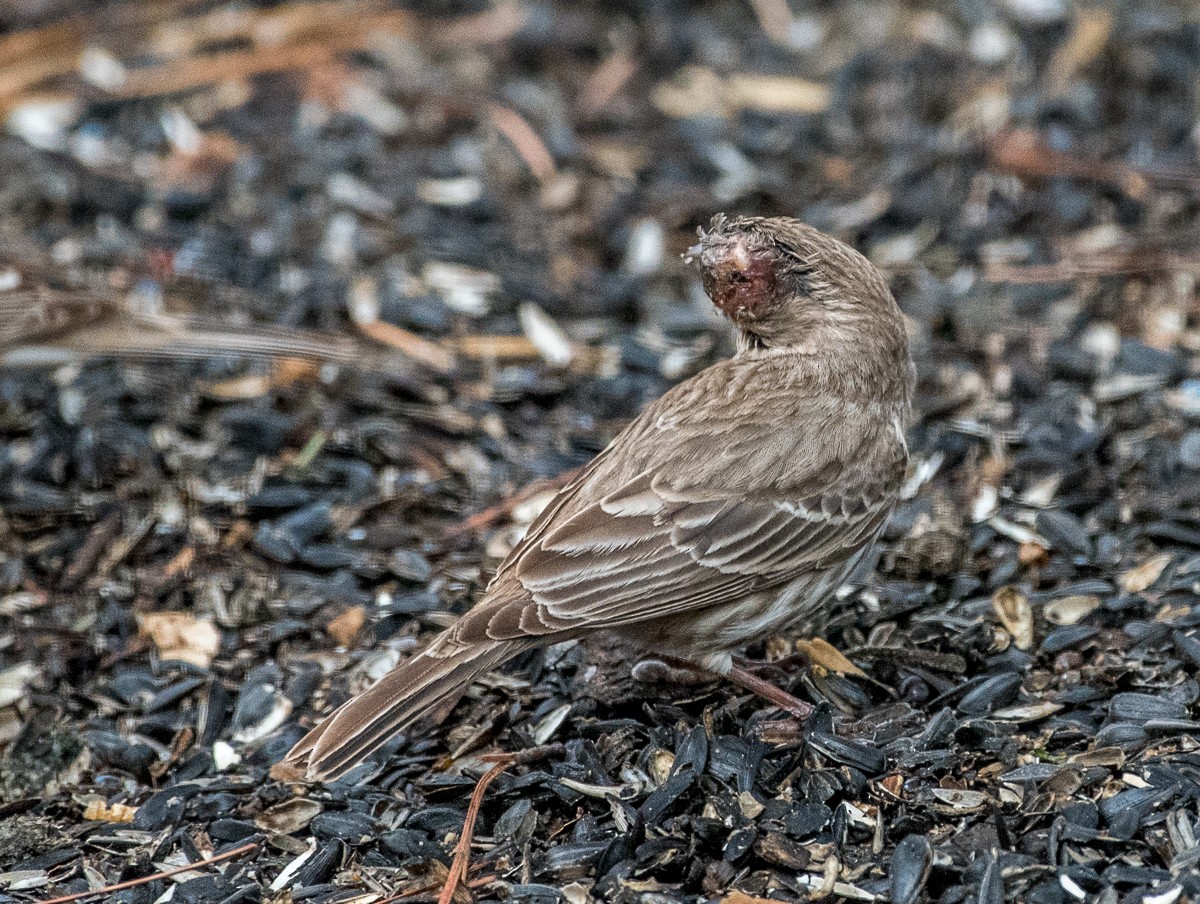 House Finch - ML615583834