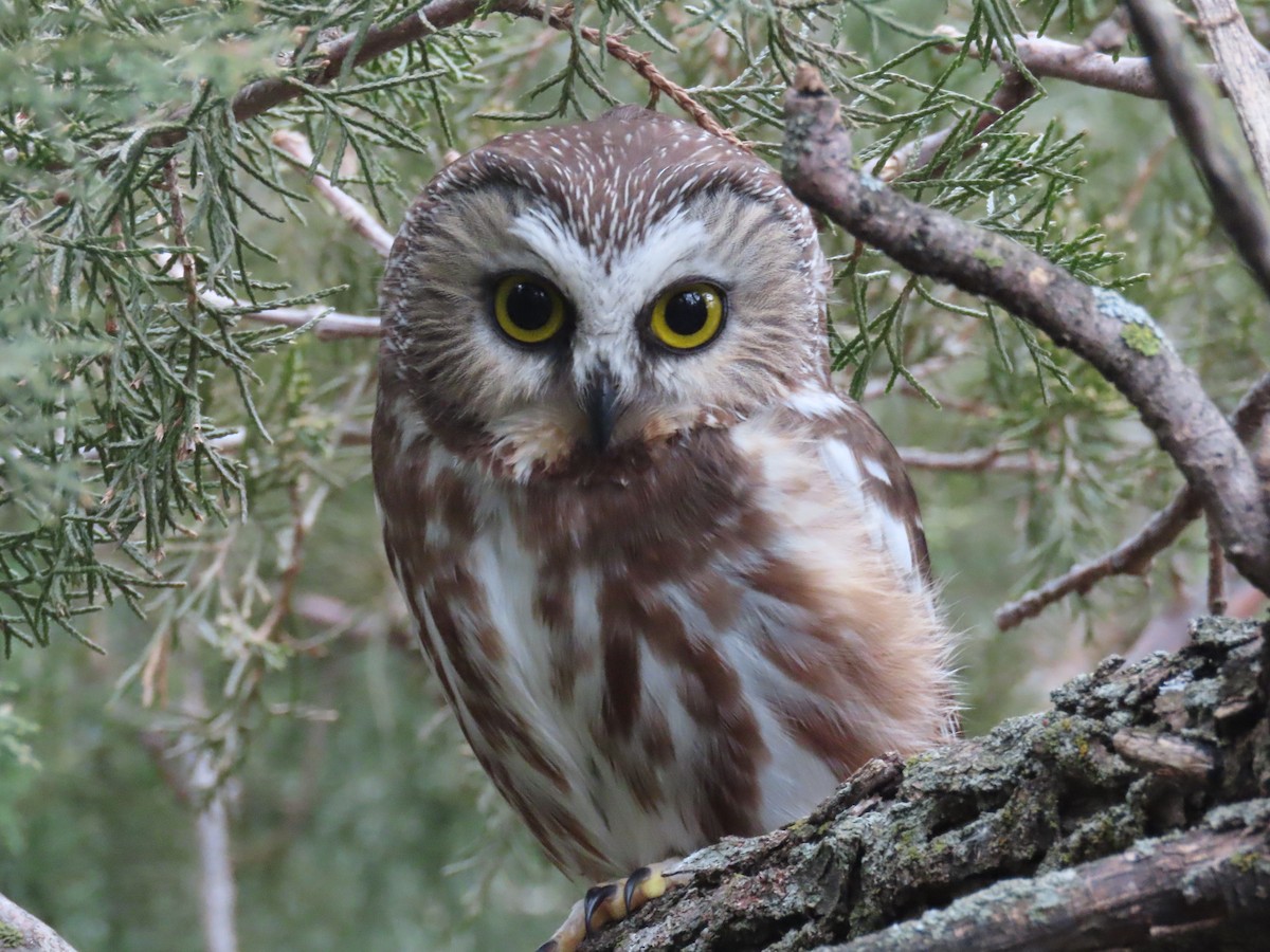 Northern Saw-whet Owl - ML615583835