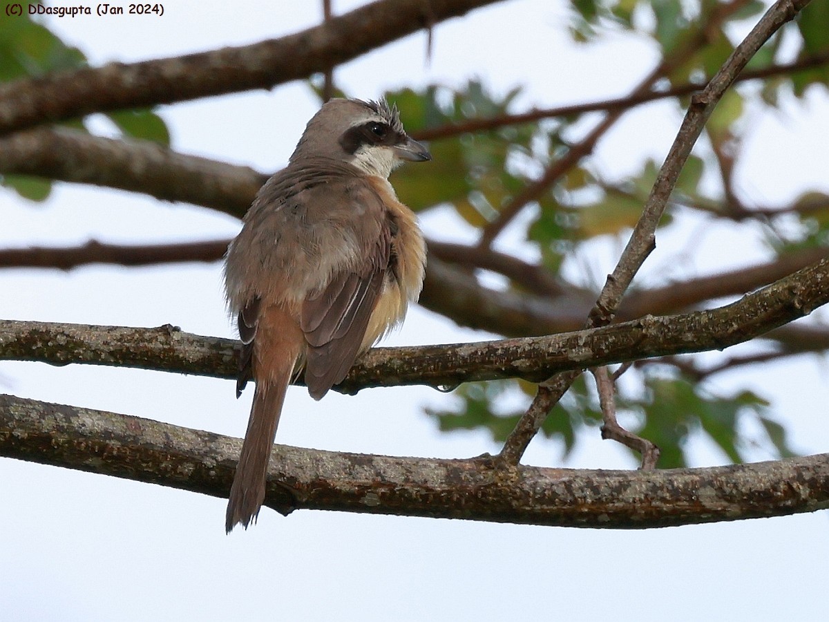 Brown Shrike - ML615583844