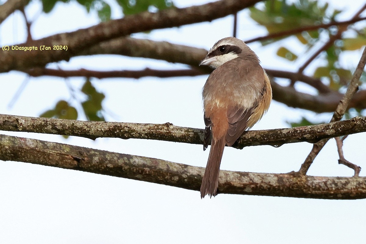 Brown Shrike - ML615583846