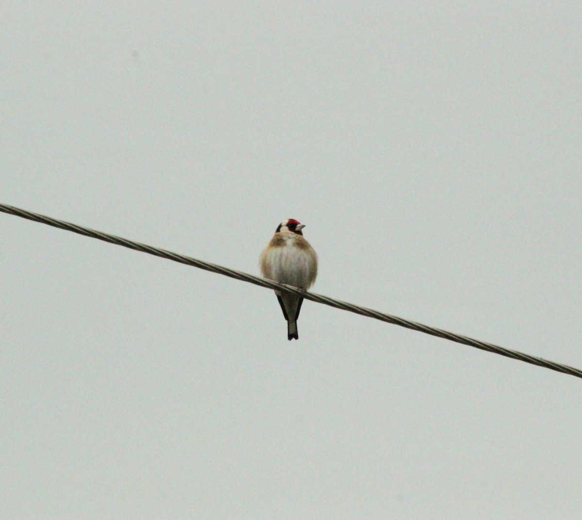 European Goldfinch - ML615583851