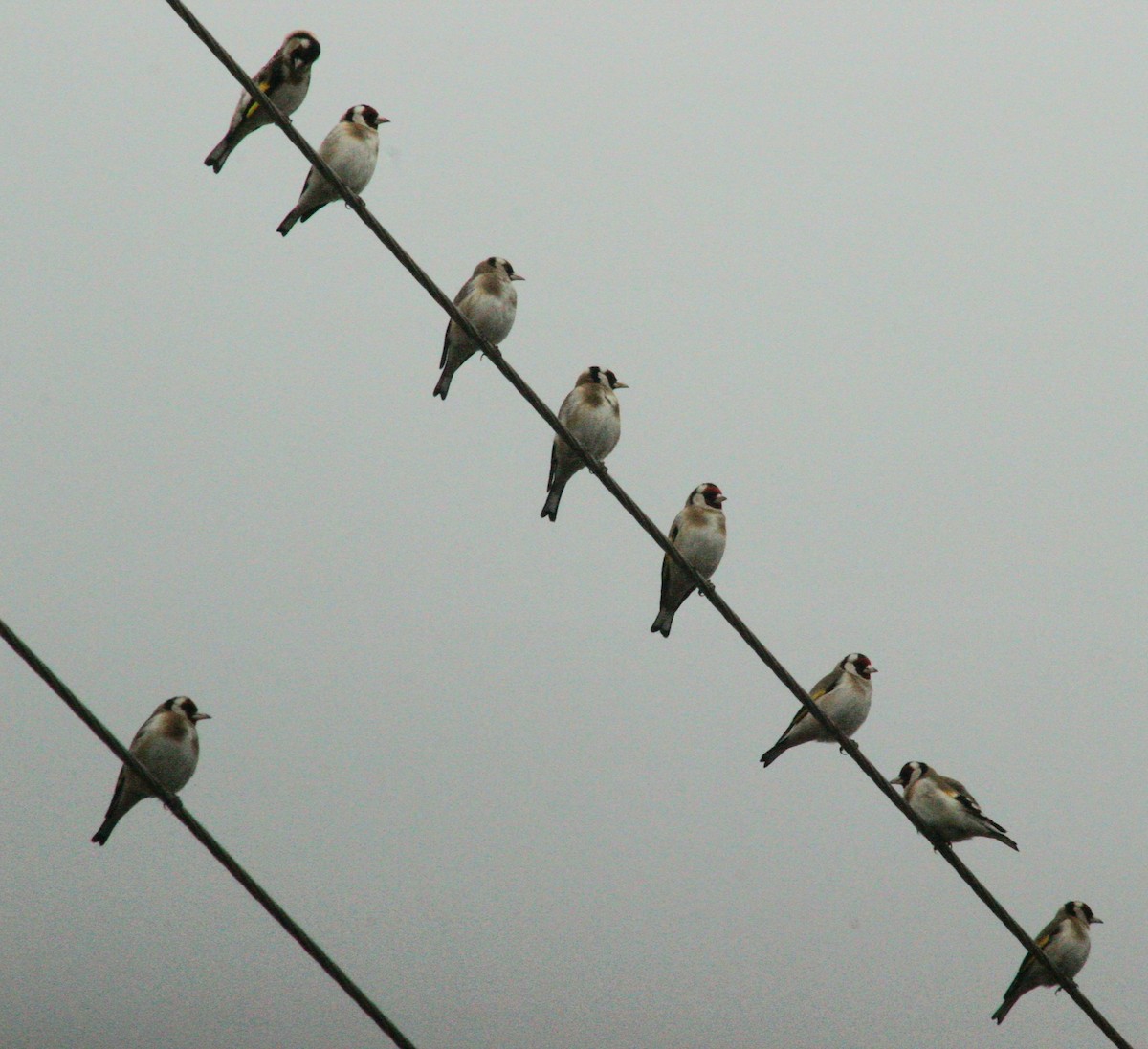 European Goldfinch - ML615583853