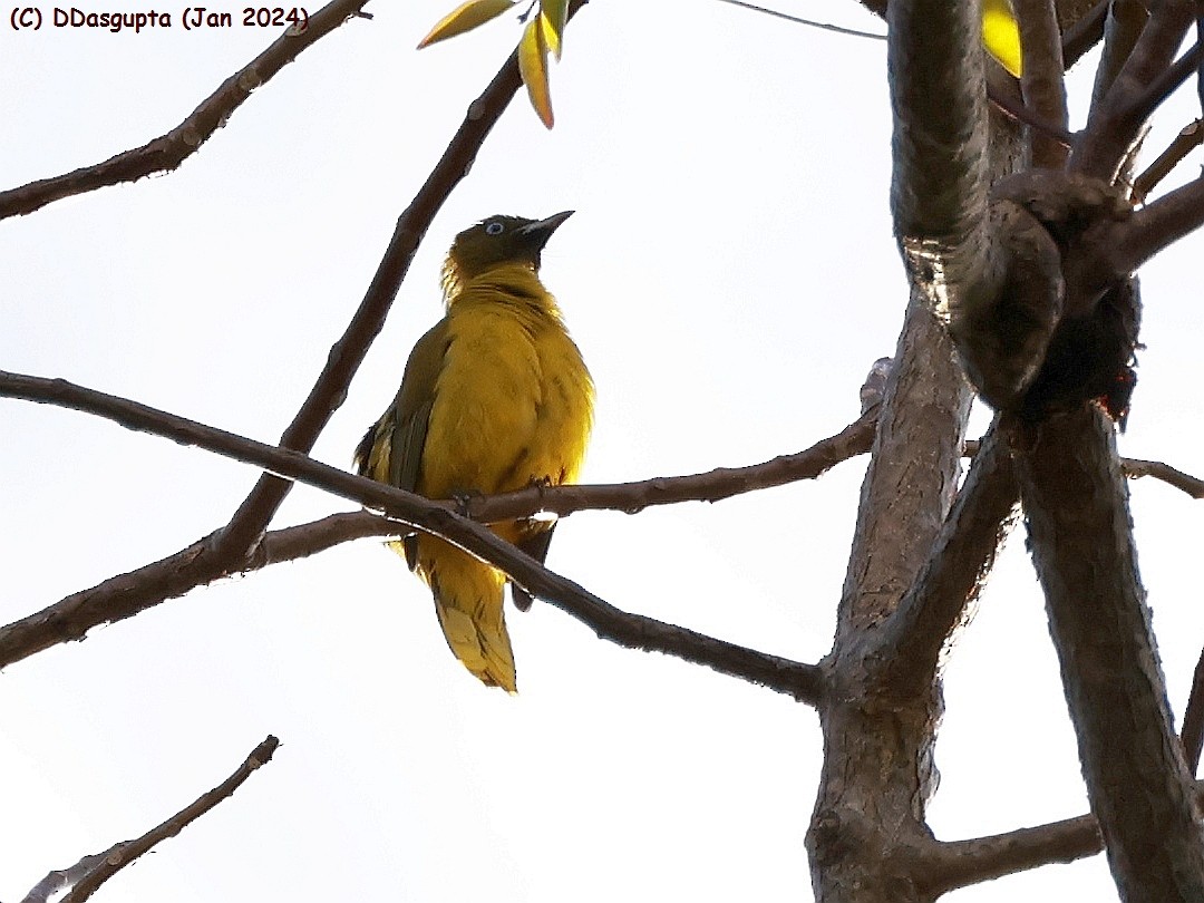 Bulbul des Andaman - ML615583880