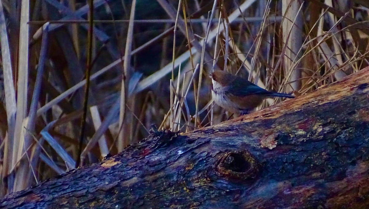 Boreal Chickadee - ML615583883