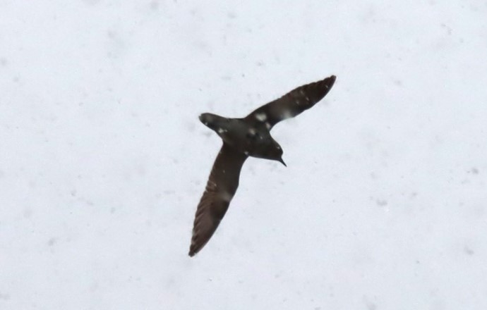 European Golden-Plover - Daniel Barcelo