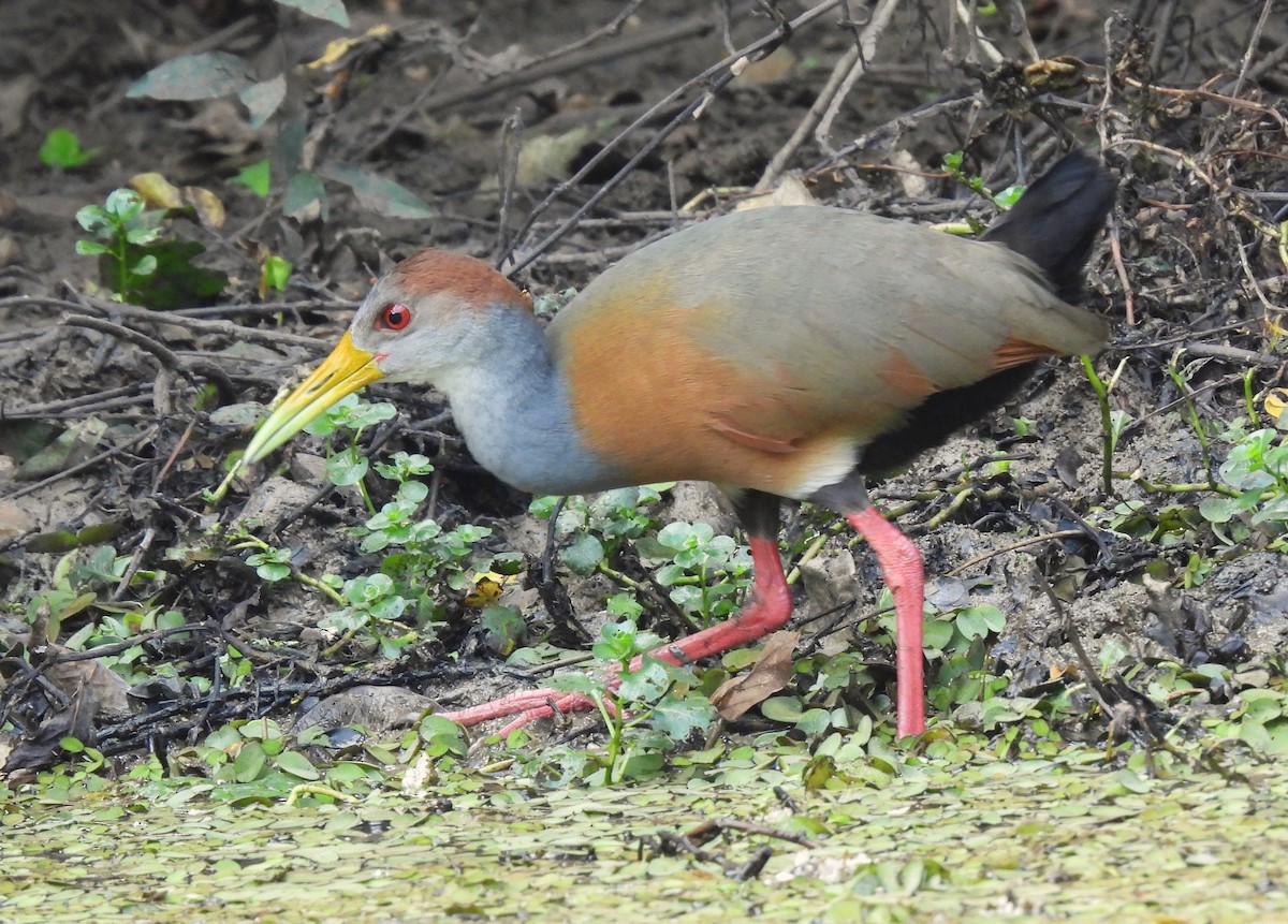 Russet-naped Wood-Rail - ML615583885