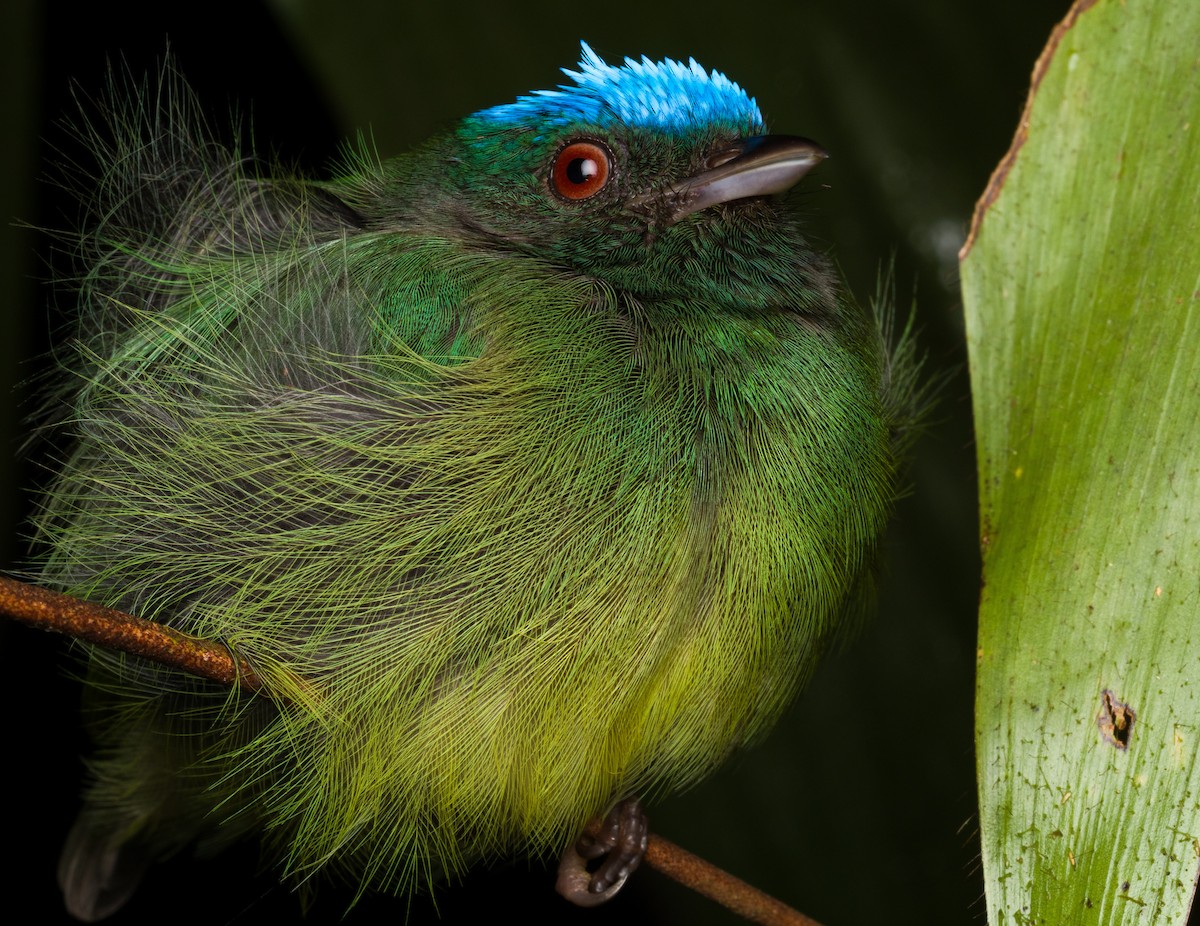 Blue-capped Manakin - ML615583912