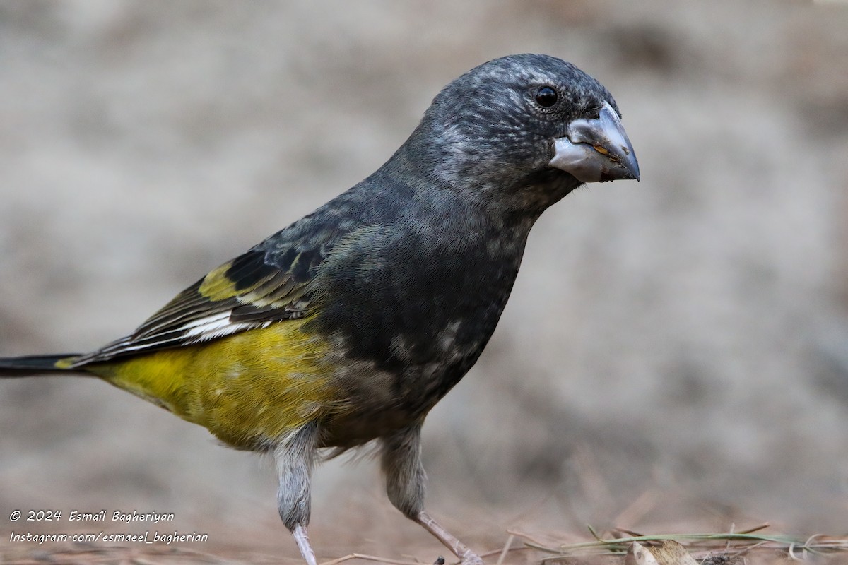 White-winged Grosbeak - ML615584054