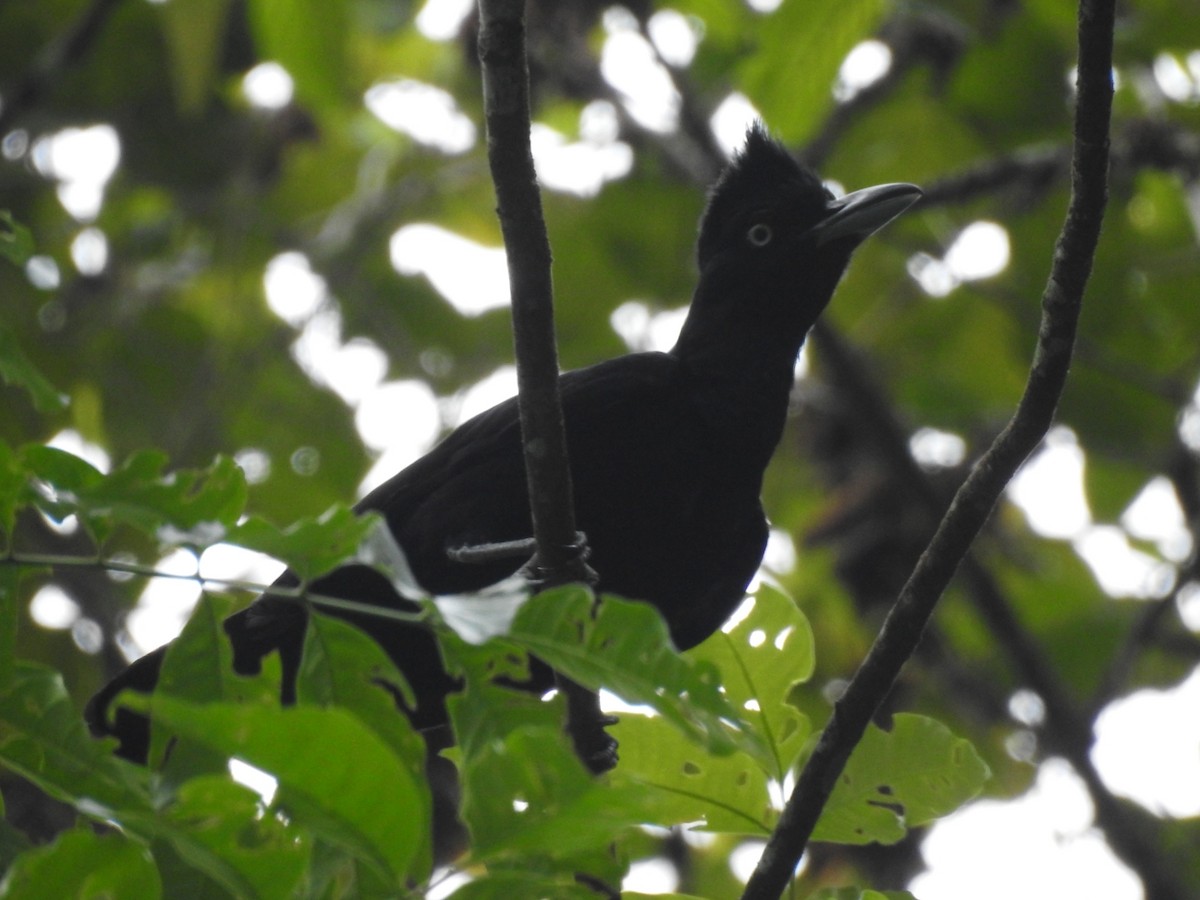 Amazonian Umbrellabird - ML615584080