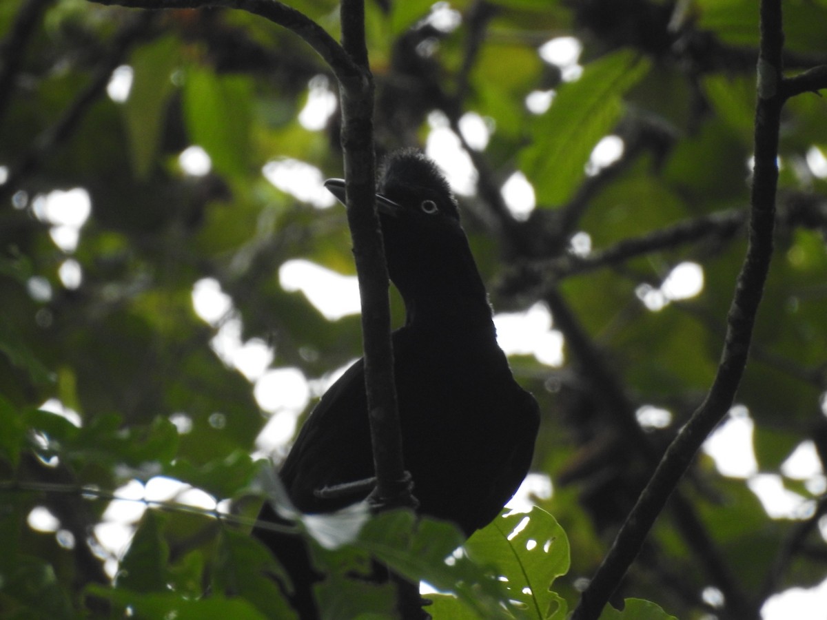 Amazonian Umbrellabird - ML615584087