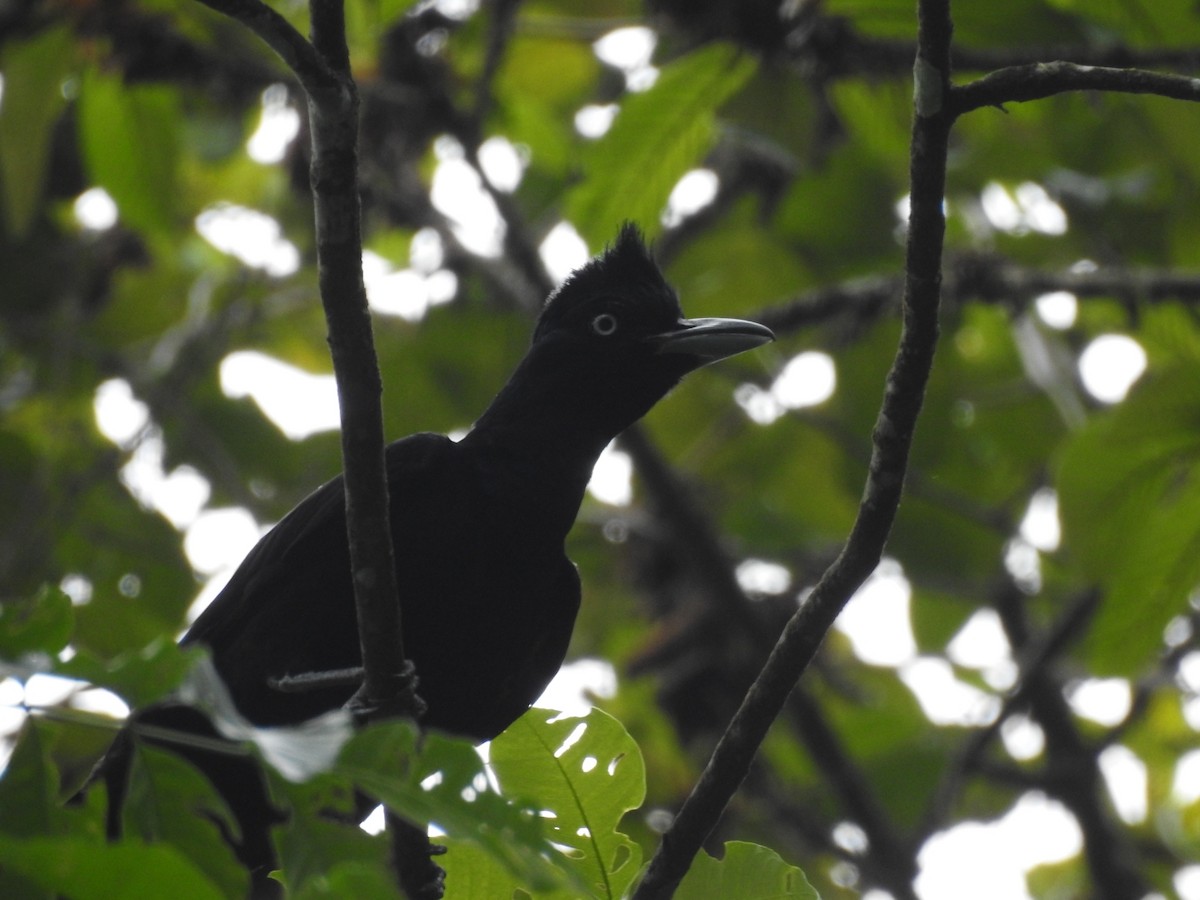 Amazonian Umbrellabird - ML615584088