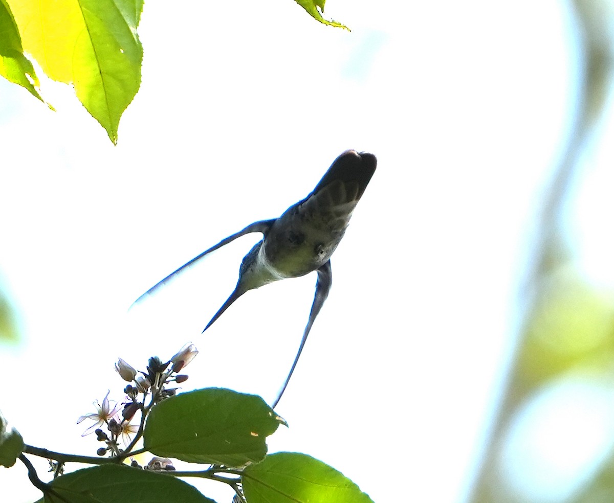 Azure-crowned Hummingbird - ML615584096