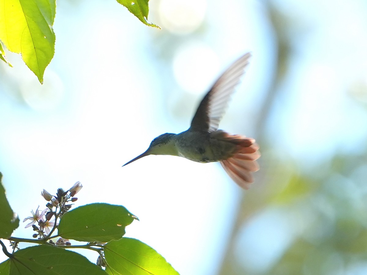 kolibřík azurovotemenný - ML615584097