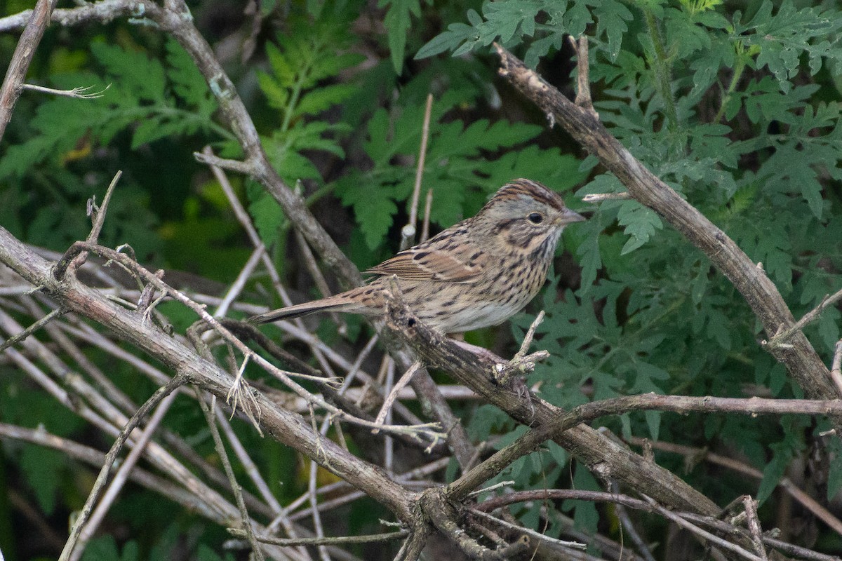 Lincoln's Sparrow - Ken Reichner