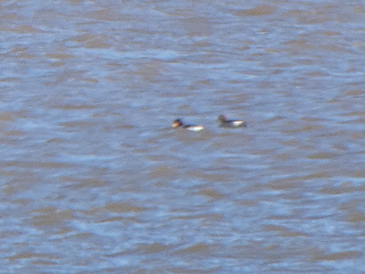 Common/Barrow's Goldeneye - ML615584267