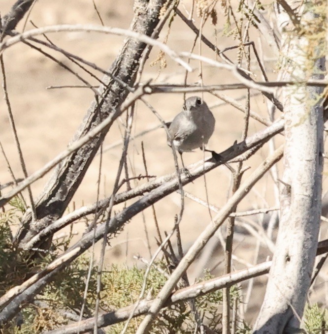 Black-tailed Gnatcatcher - ML615584497