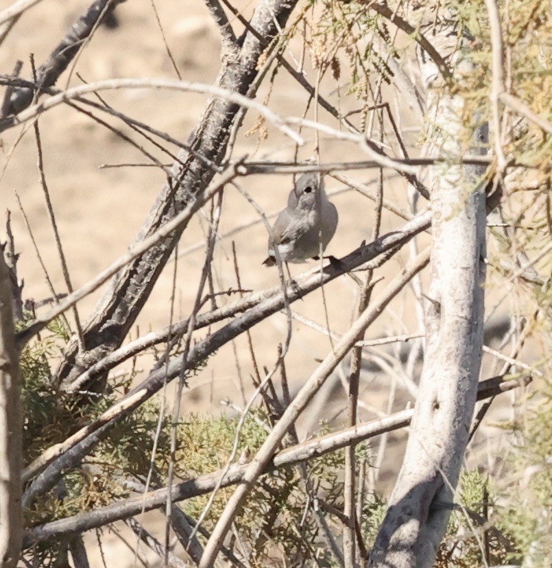 Black-tailed Gnatcatcher - ML615584498