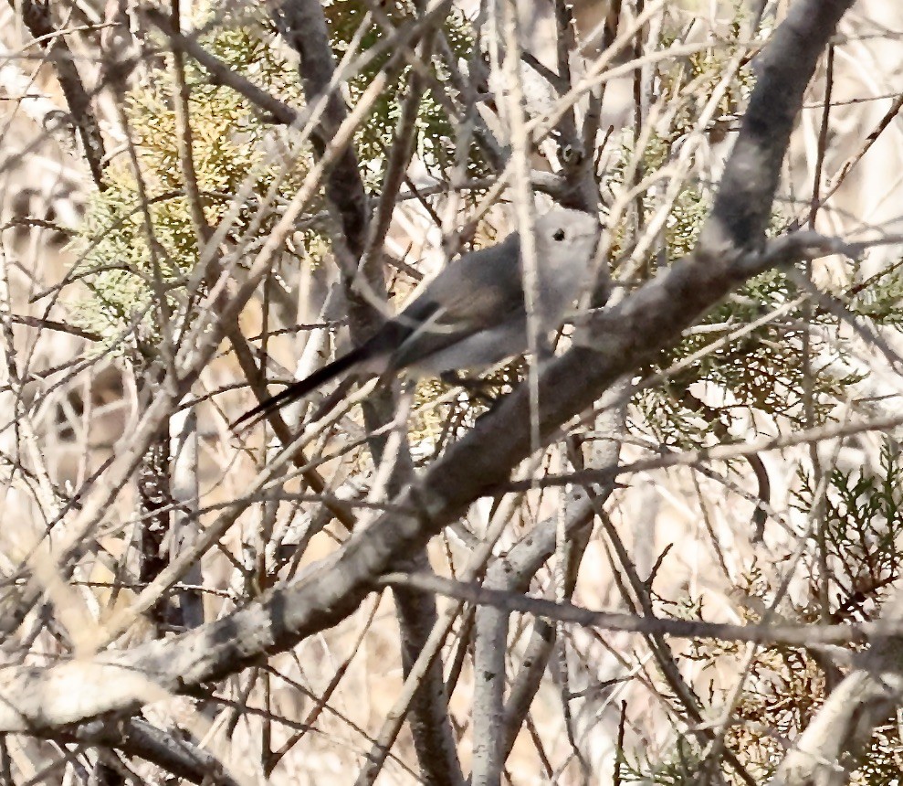 Blue-gray Gnatcatcher - Millie and Peter Thomas