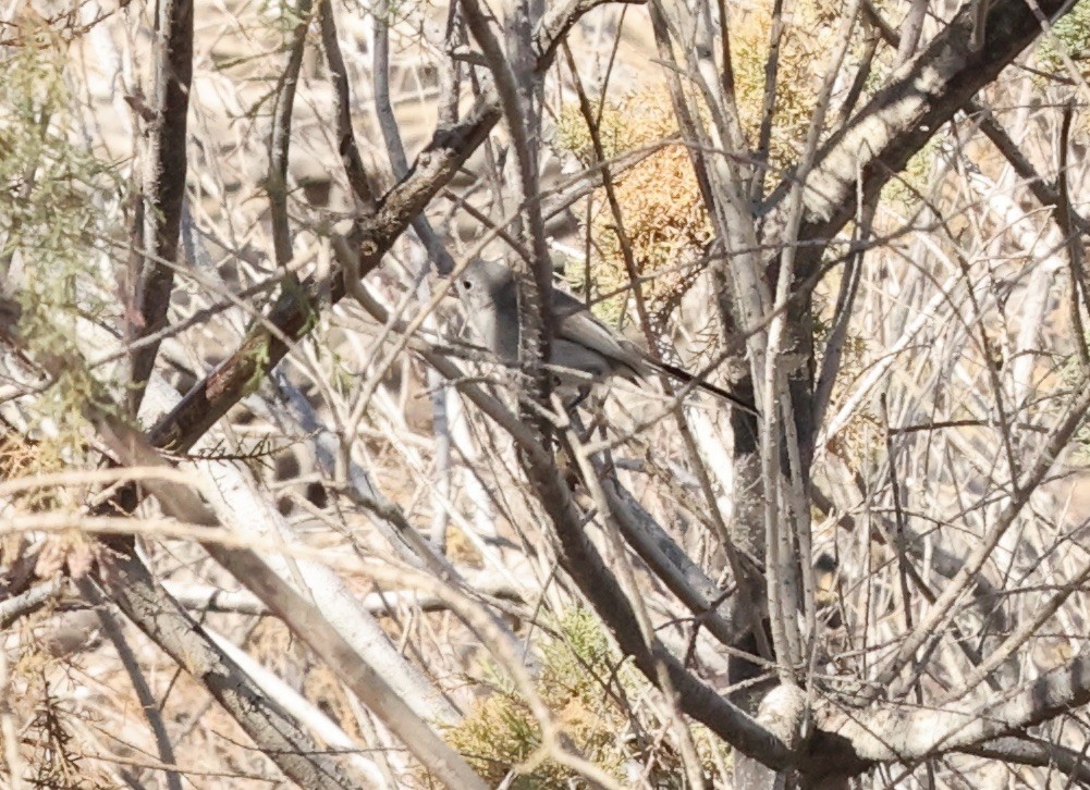 Blue-gray Gnatcatcher - ML615584501