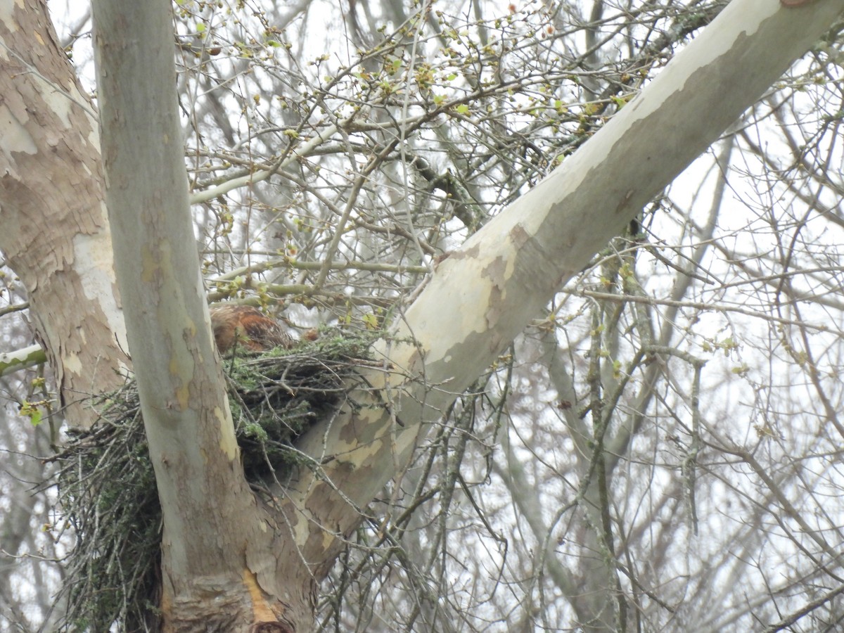 Red-shouldered Hawk - ML615584506